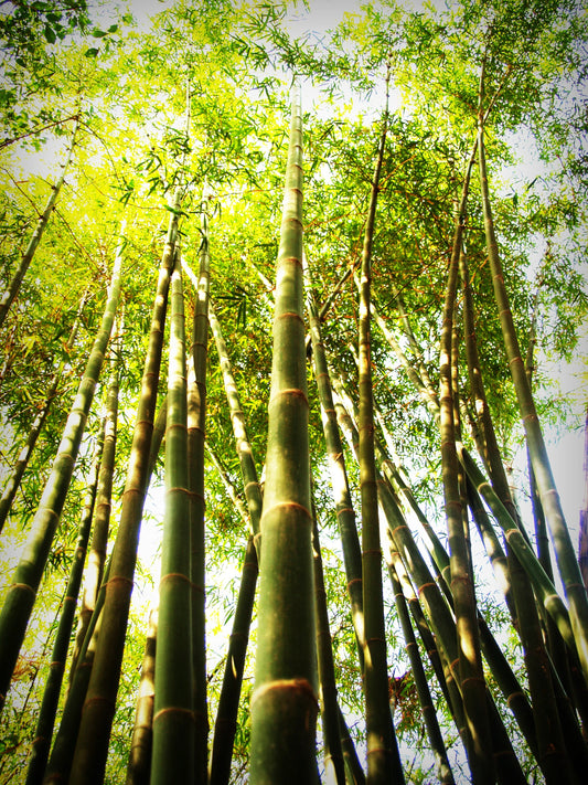 foret de Bambou ensoleilée, pour une mode éco-responsable et éthique